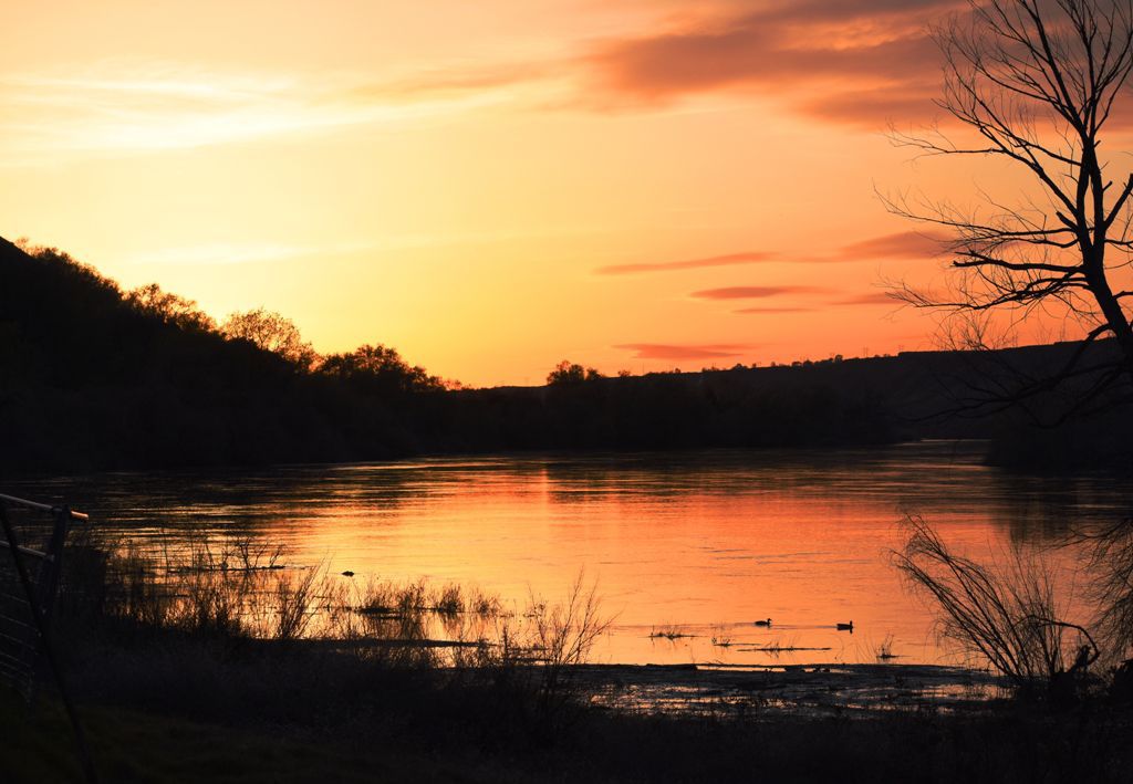 Ducks on the Snake River near Buhl
